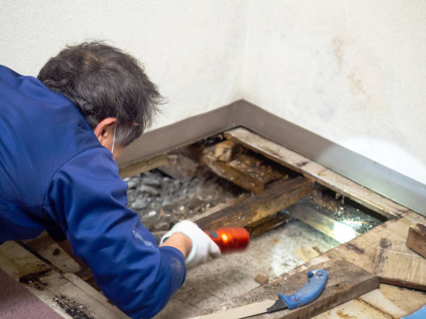 Best Same-Day Mold Removal  in Newcastle, WA