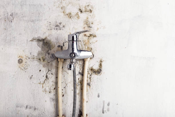 Best Emergency Mold Removal  in Newcastle, WA