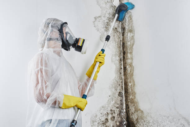 Best Toxic Mold Removal  in Newcastle, WA