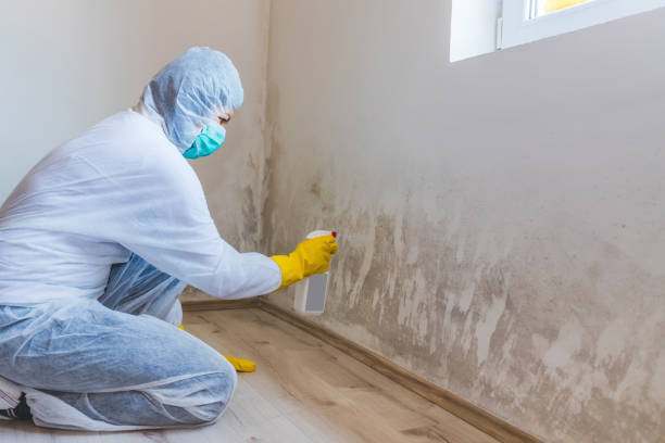 Professional Mold Removal in Newcastle, WA