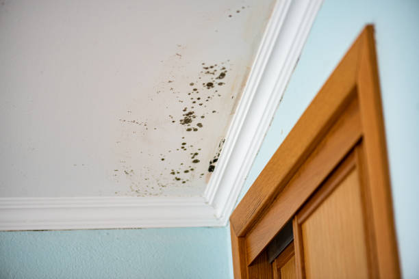 Best Crawl Space Mold Removal  in Newcastle, WA