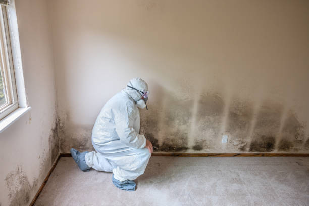 Best Residential Mold Removal  in Newcastle, WA