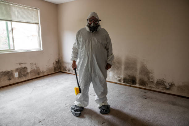 Best Home Mold Removal  in Newcastle, WA