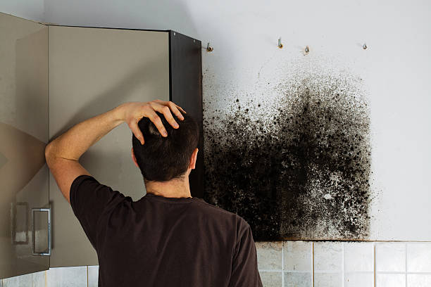 Best Mold Remediation Experts  in Newcastle, WA