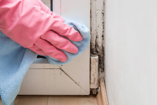 Best Certified Mold Removal  in Newcastle, WA