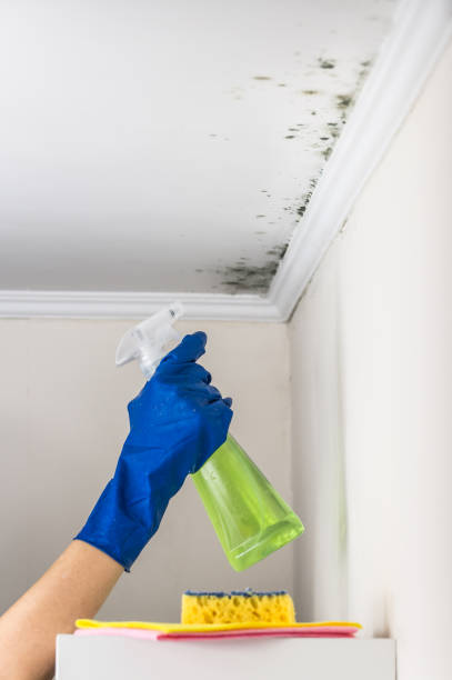 Home Mold Removal in Newcastle, WA