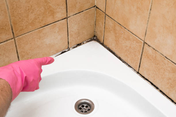 Best Mold Damage Repair  in Newcastle, WA